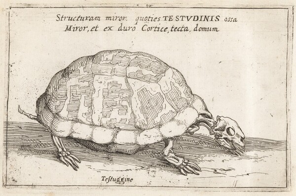 Skeleton of a Tortoise