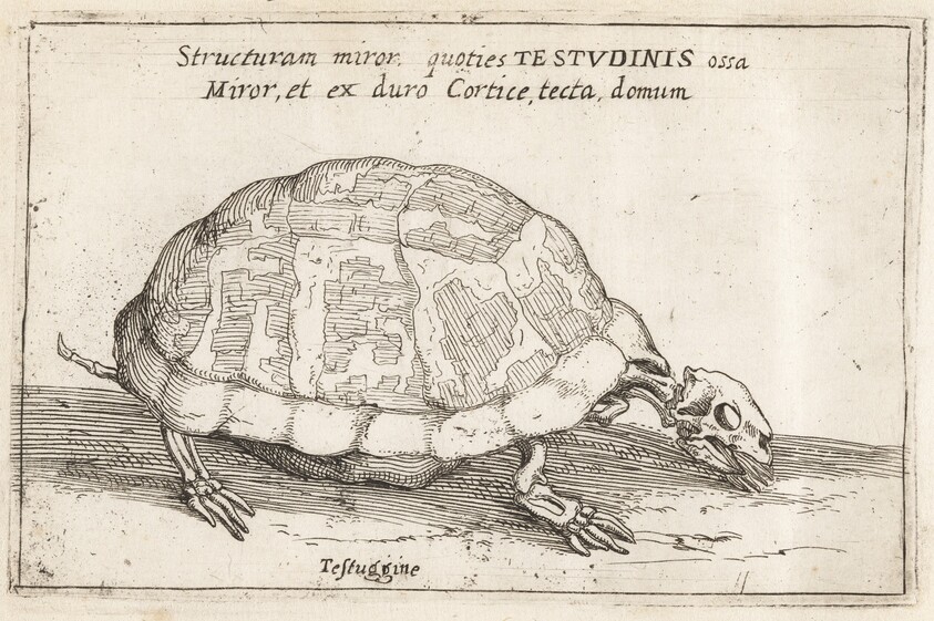 Skeleton of a Tortoise