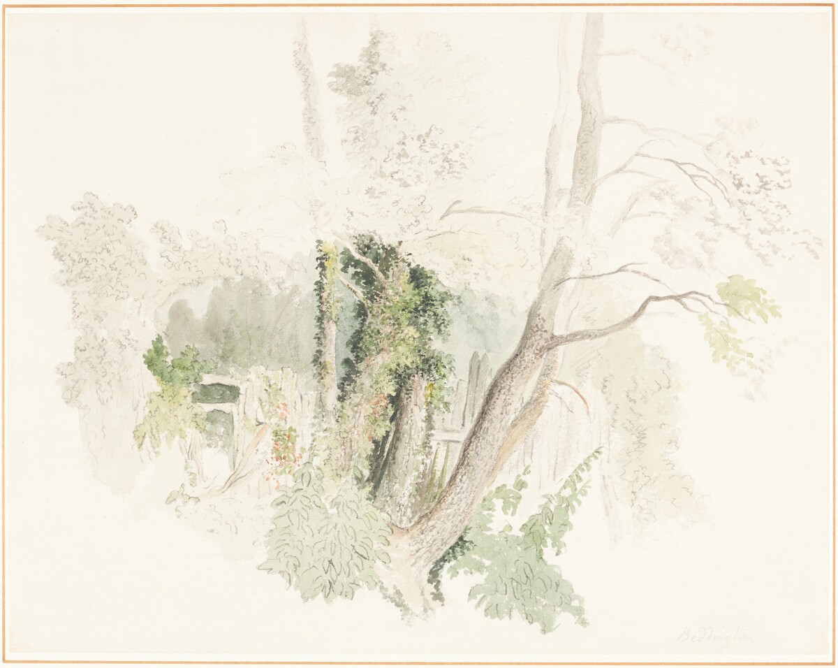 Trees at Beddington