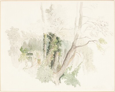 Trees at Beddington