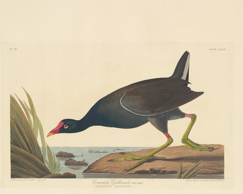 Common Gallinule