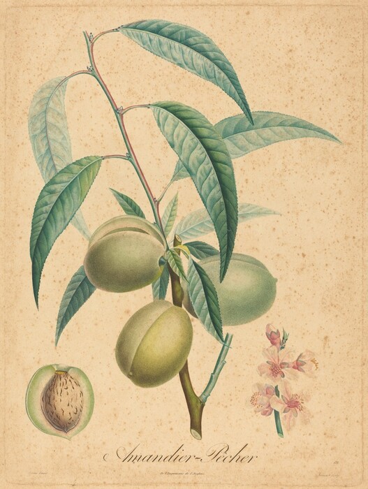 The image depicts a botanical illustration of a branch with multiple large green almond-like fruits, accompanied by slender, elongated green leaves. The color palette includes soft greens, with hints of pink and cream in the flower blossoms, against a beige, speckled background. The branch with the fruits and leaves is centrally located, while the cross-section of a fruit is shown towards the bottom left. A cluster of small pink flowers is visible on the right side of the image.