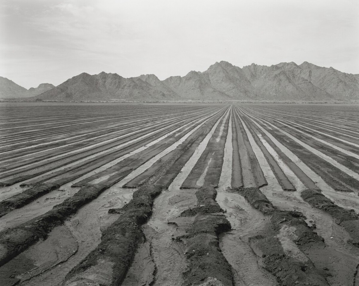 Irrigation South of Laveen, Looking West