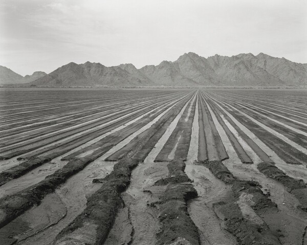 Irrigation South of Laveen, Looking West