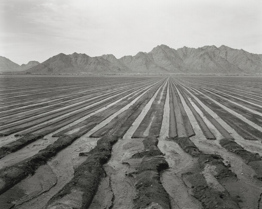 Irrigation South of Laveen, Looking West