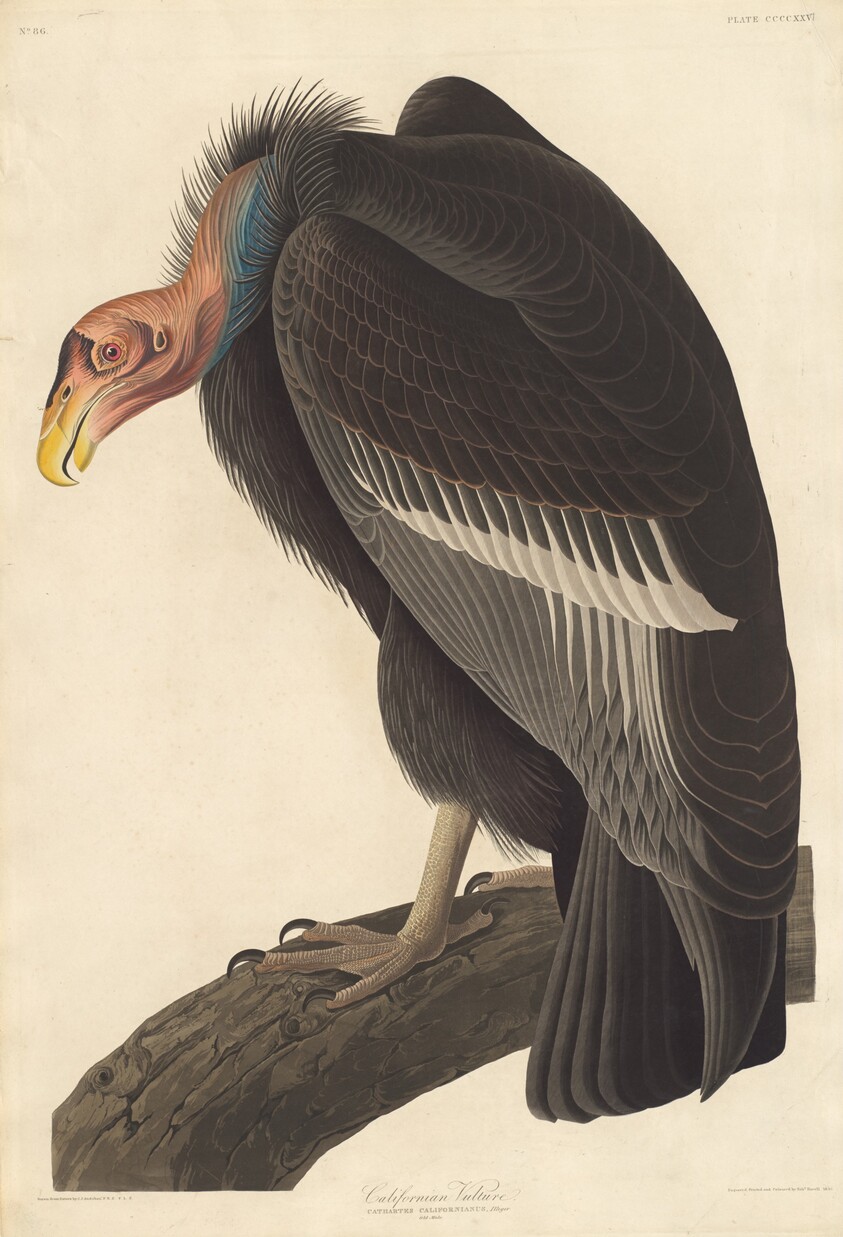 Californian Vulture
