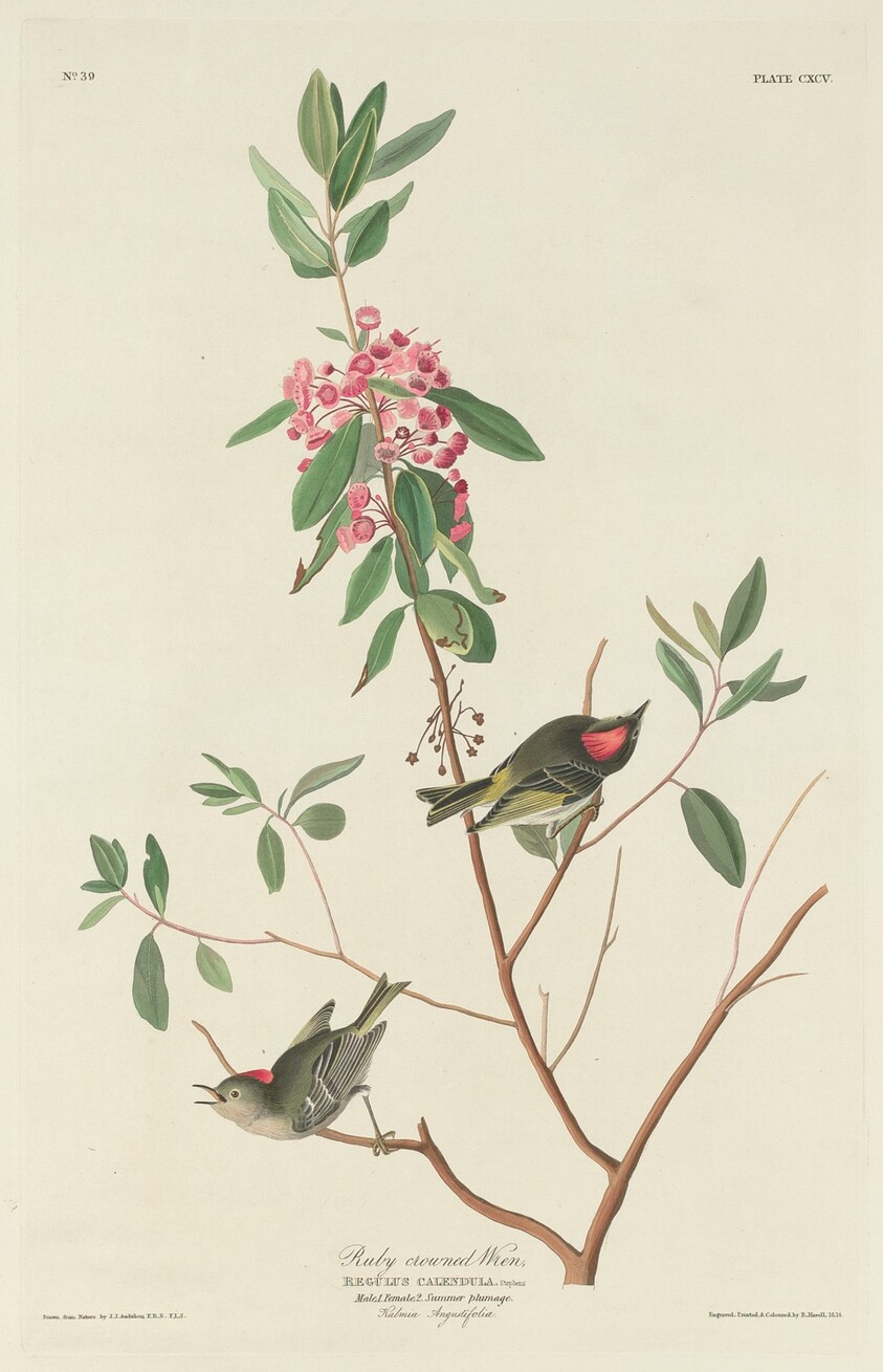 Ruby-crowned Wren