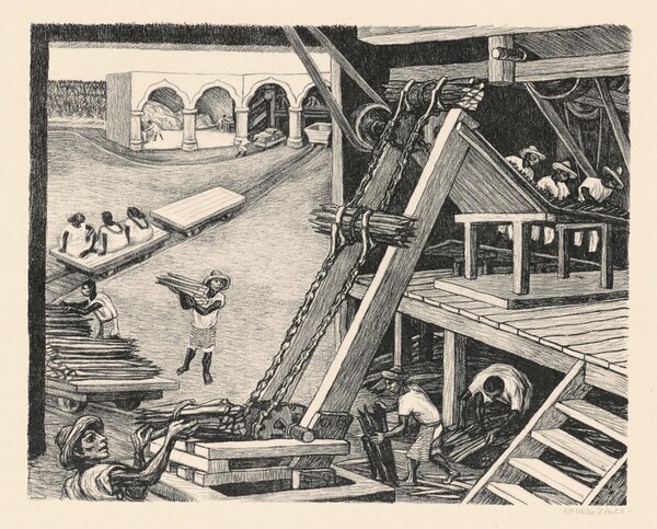 Hennequen Plant in Yucatán