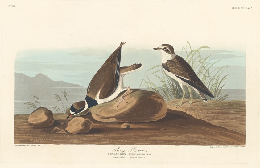 Ring Plover