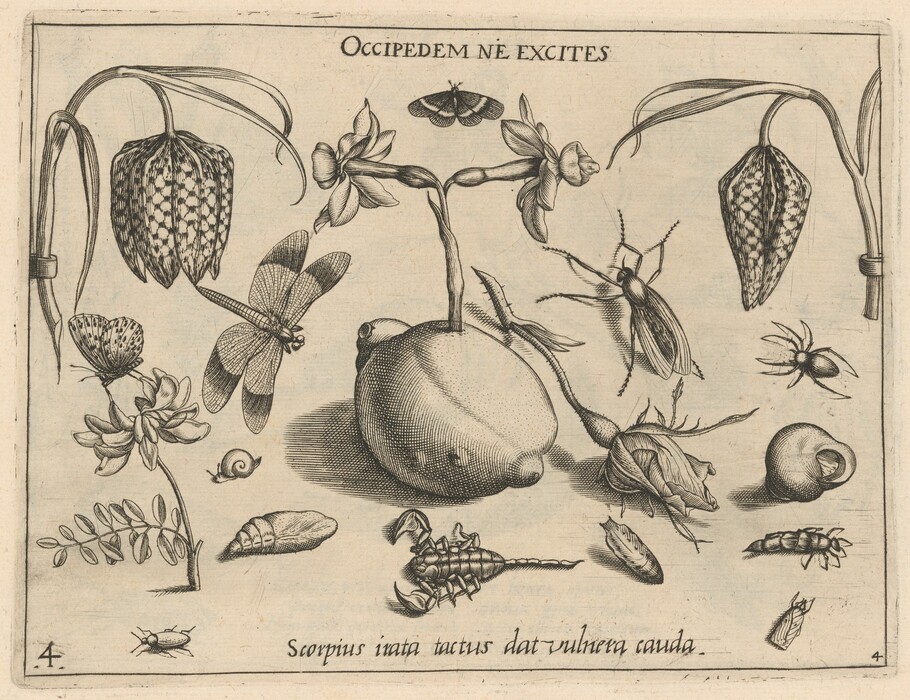 The image shows a central potato with a flower stem, surrounded by insects and flowers. The color scheme is black and white, and the elements are arranged across the page in a scattered pattern.