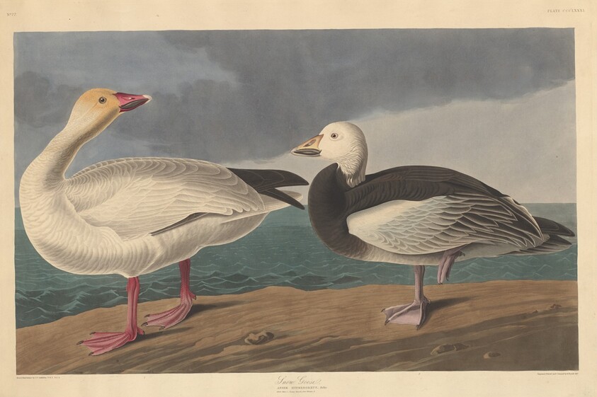 Snow Goose