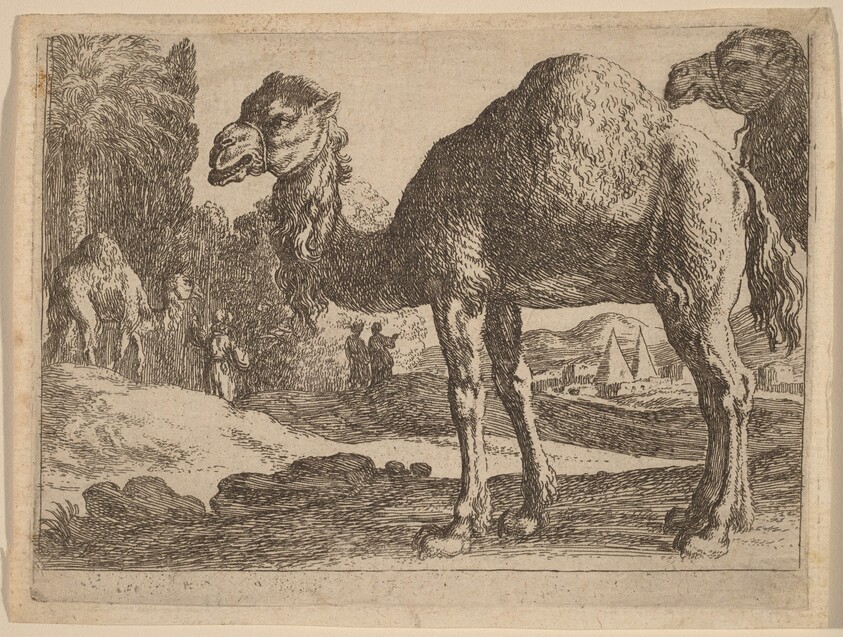 Camels