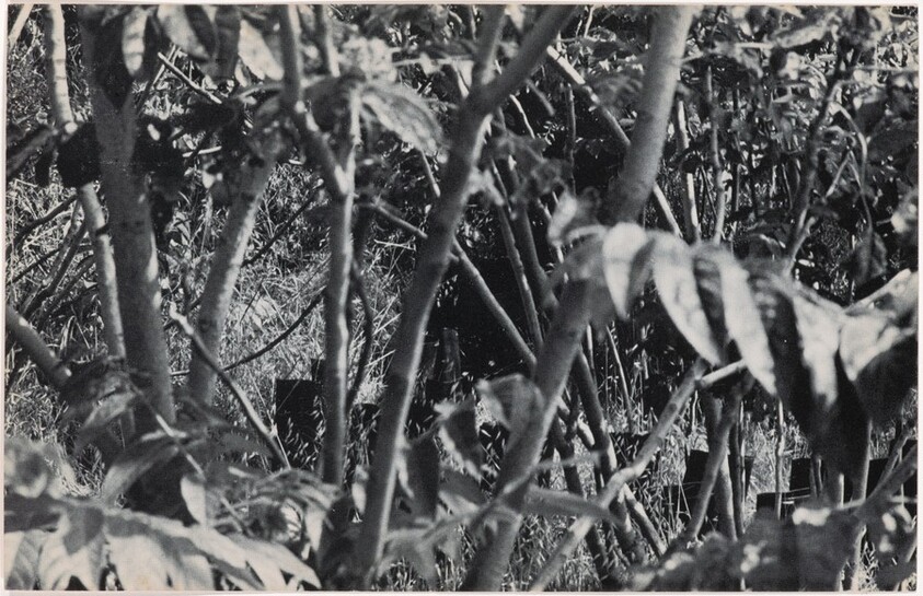 100 Boots in the Bush. Solana Beach, California. June 19, 1971, 4:00 p.m.