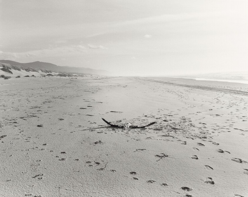 The Sea Beach, Albatross