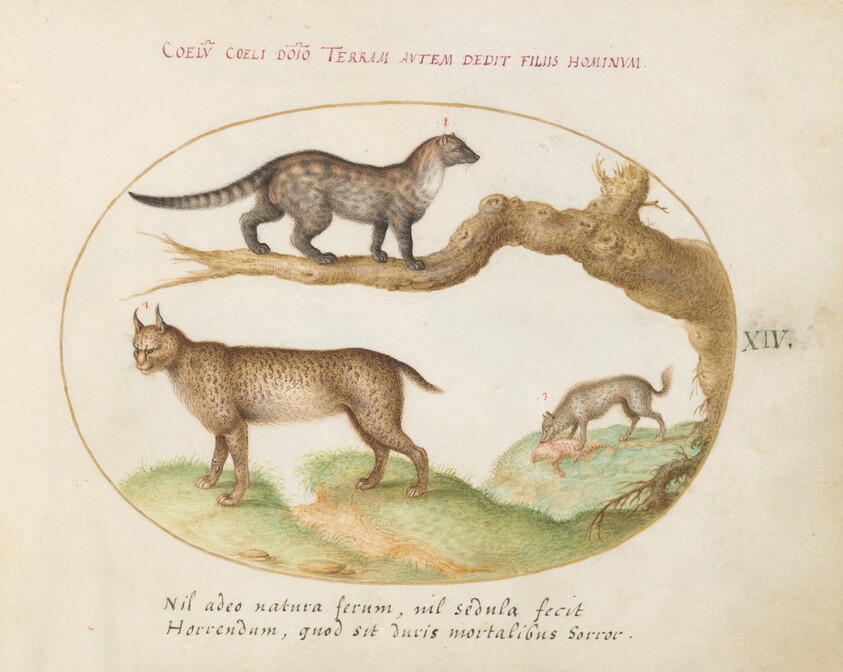 Plate 14: A Civet, a Lynx, and a Hyena Eating a Dog