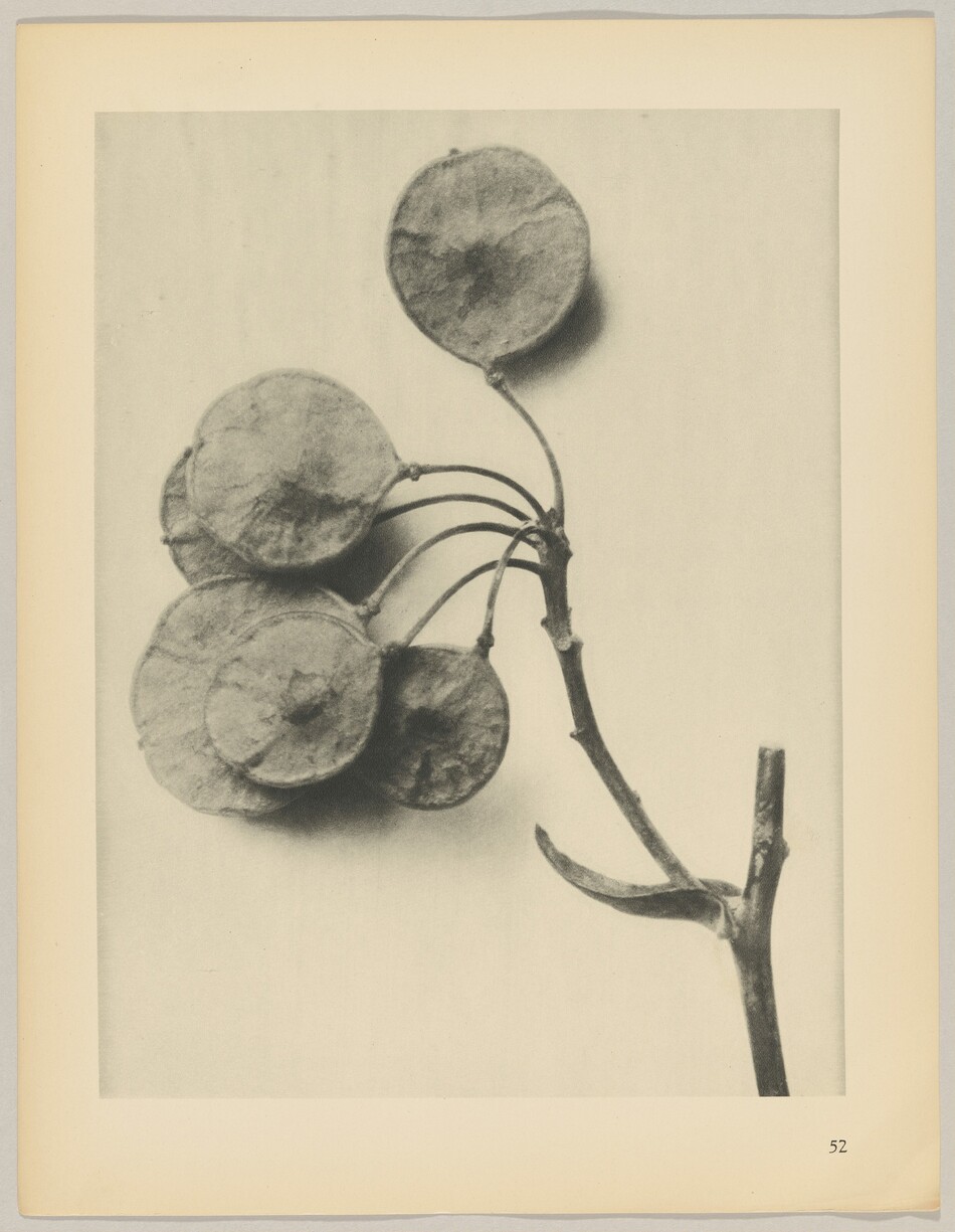 The image shows a cluster of round, translucent seed pods attached to thin, dark stems in grayscale. The seed pods are positioned near the center left of the image, with the stems extending downward to the right against a lighter background.