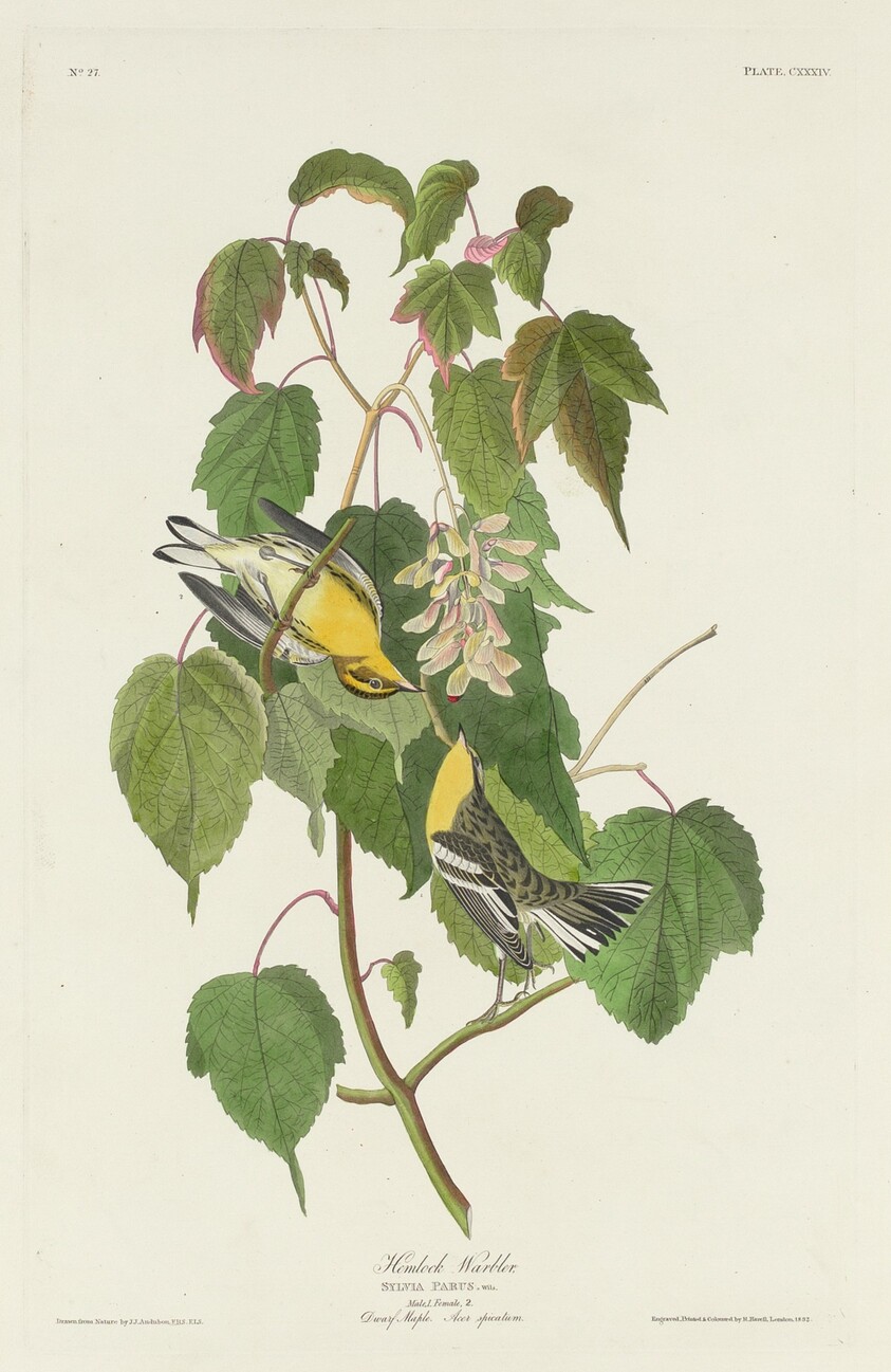 Hemlock Warbler