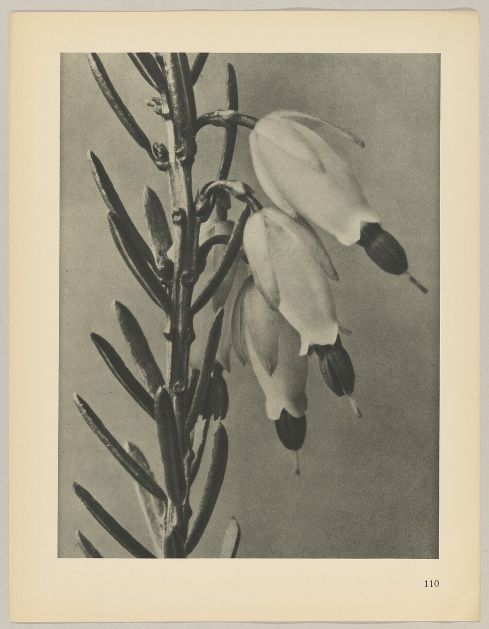 A close-up image of a plant with a vertical stem covered with long, narrow leaves on the left side and several downward-facing, tubular flowers with dark tips on the right side. The image is in black and white. The stem rises from the bottom left corner of the frame, with the flowers extending to the right, occupying the center to the right edge of the image.