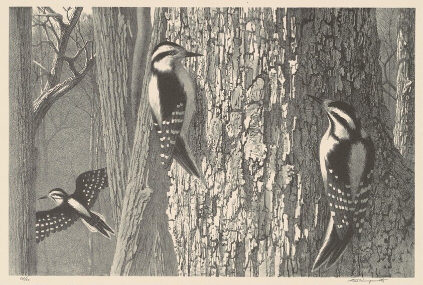 Downy Woodpeckers