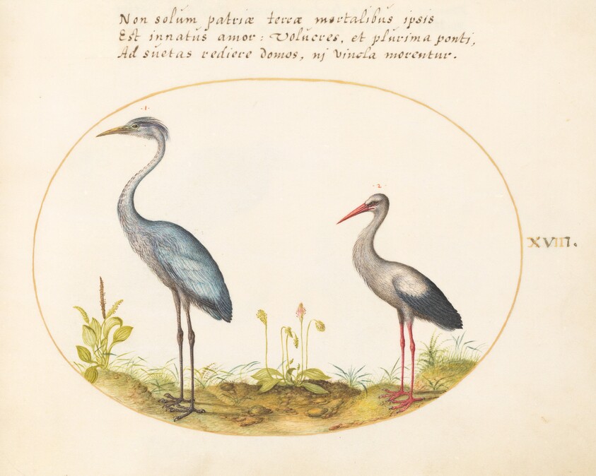Plate 18: Heron and Stork