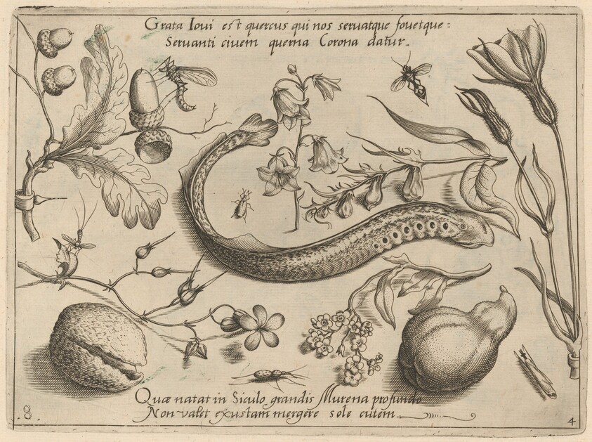 Archetypa studiaque patris Georgii Hoefnagelii [Part 4, Plate 8]