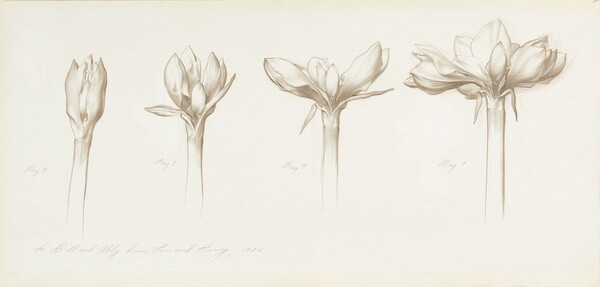 Study: Budding Flower