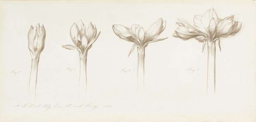 Study: Budding Flower