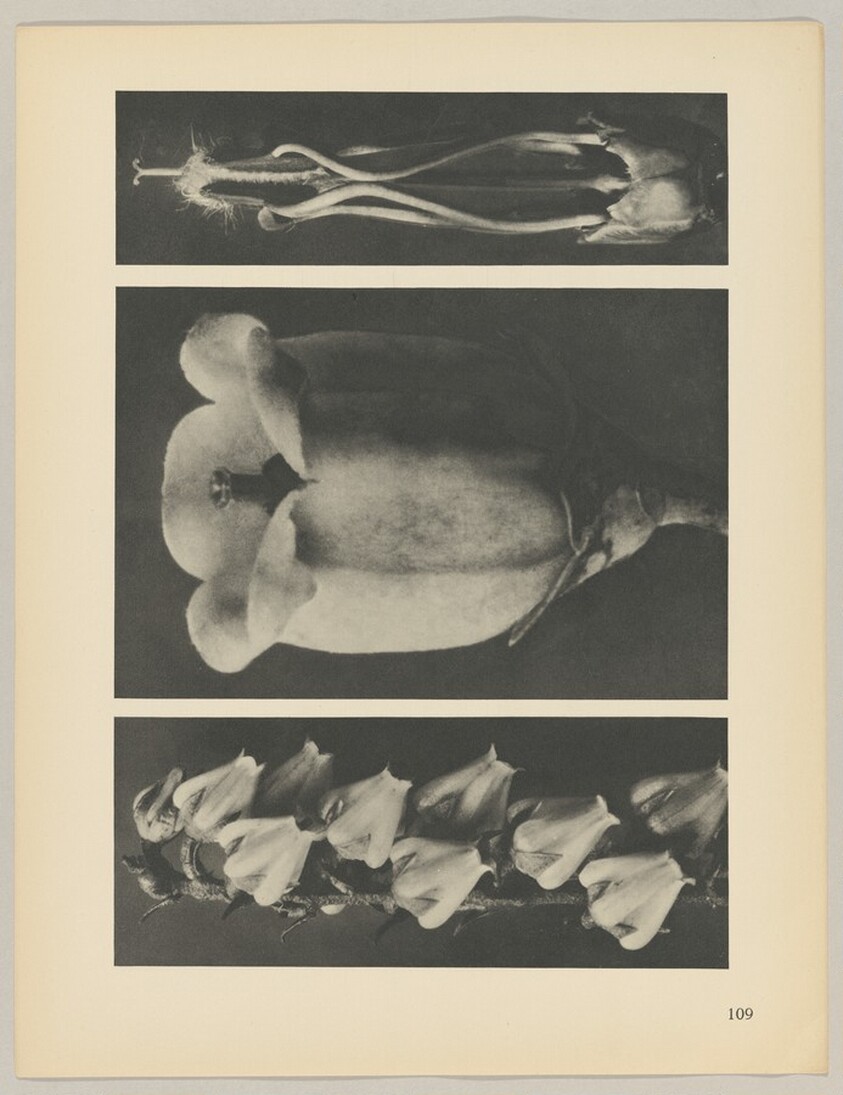 a Andromeda floribunda; b Vaccinium corymbosum; c Acanthus mollis