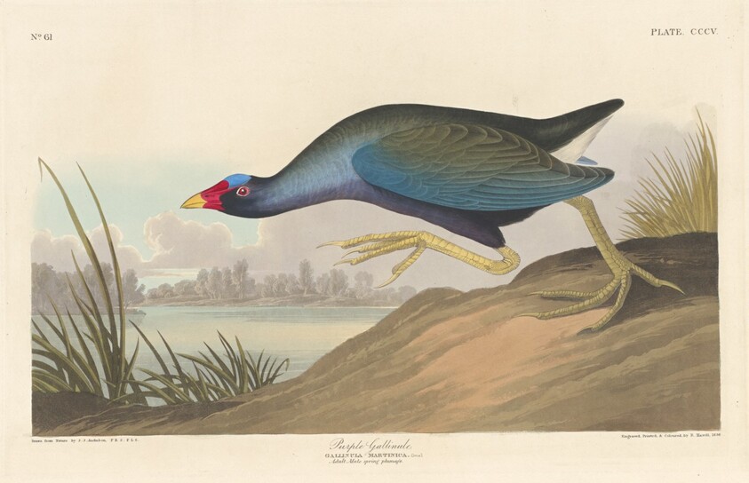 Purple Gallinule