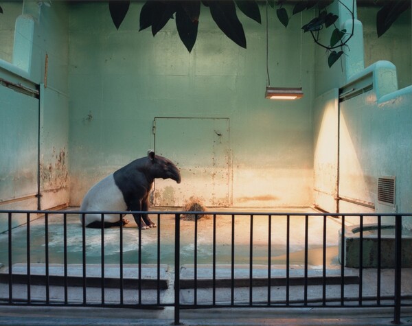 Malay Tapir, Brookfield Zoo, Chicago