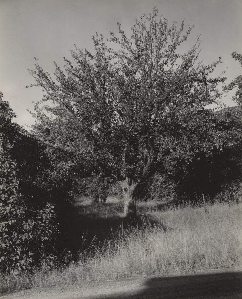 Apple Tree, Lake George