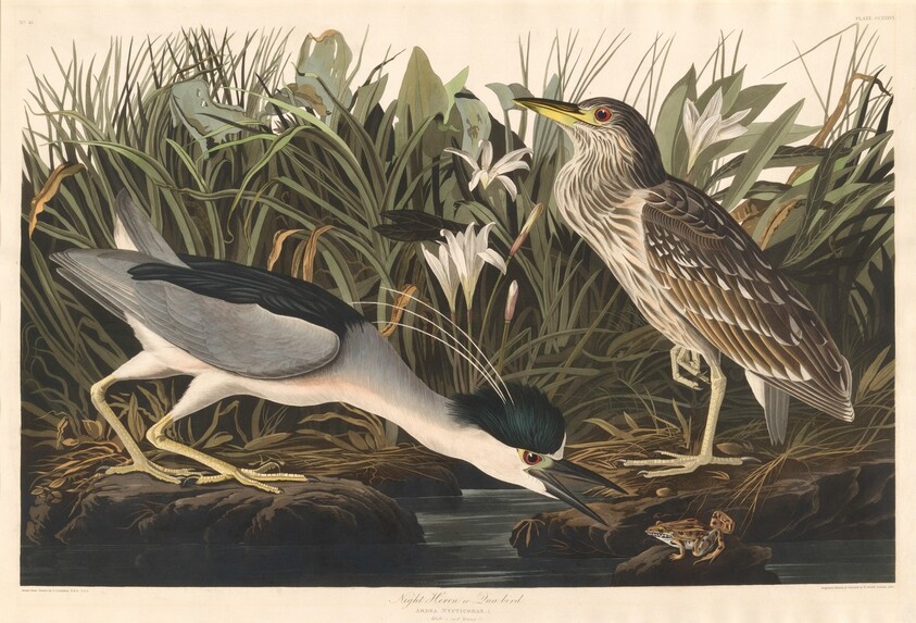 Night Heron or Qua bird