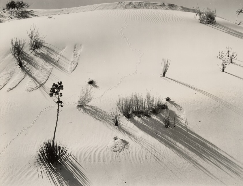 Dune, Yucca, White Sands, New Mexico