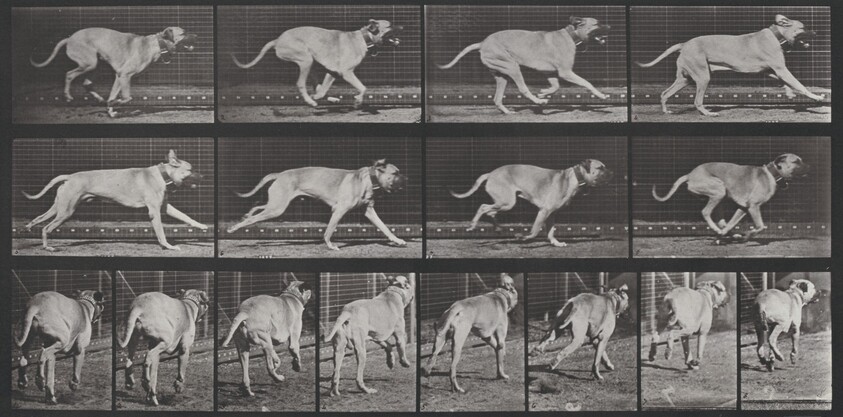 Plate Number 707. "Dread" galloping