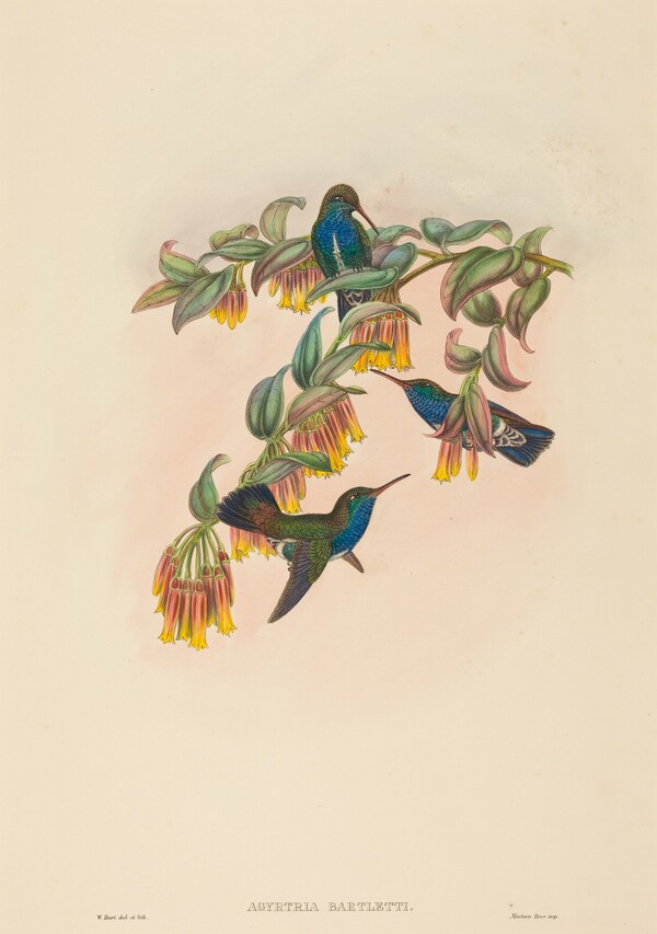 Agyrtria bartletti (Bartlett's Emerald)