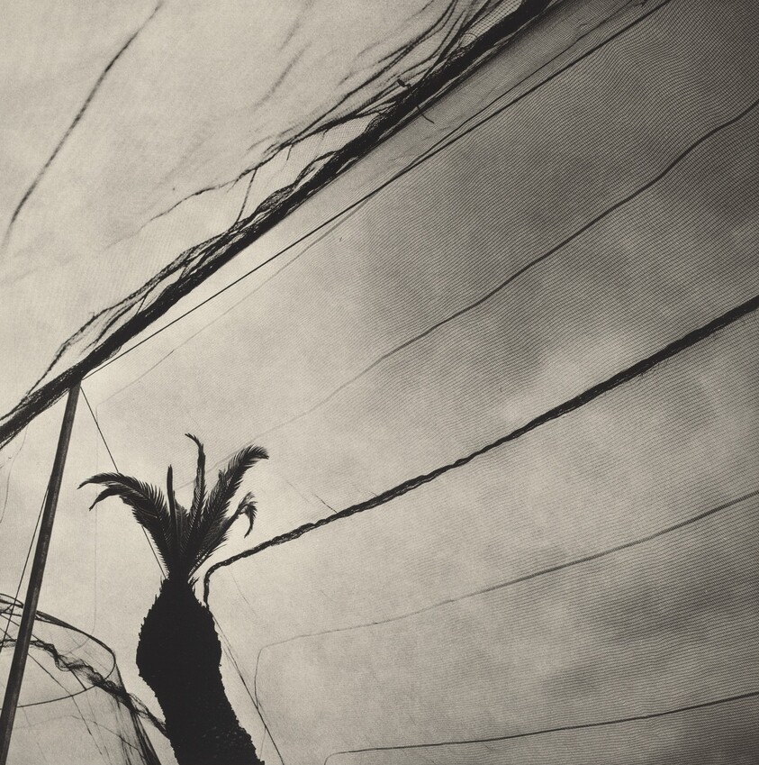 Jardín Botánico de Oaxaca, México (Oaxaca Botanical Garden, Mexico)