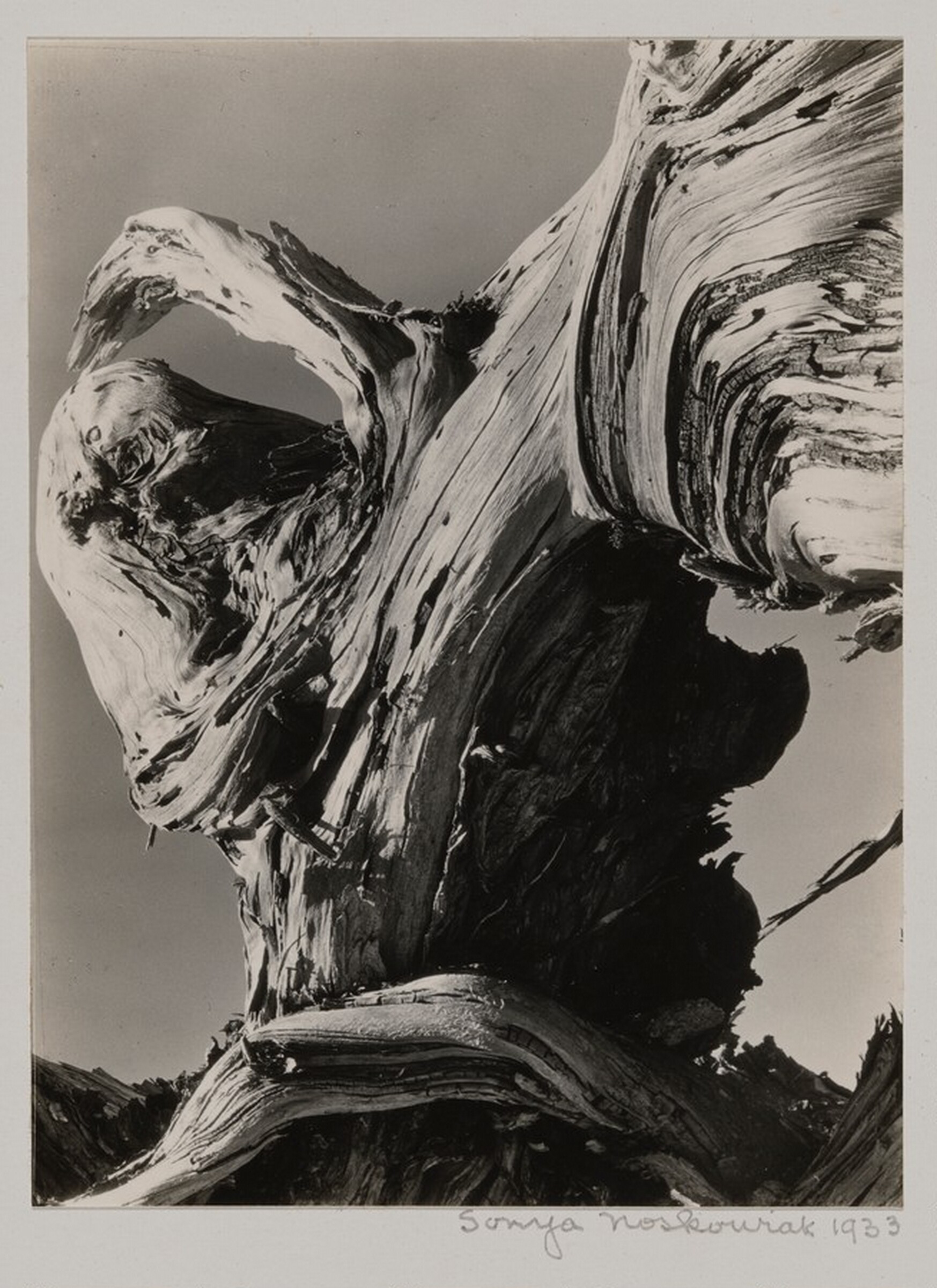 Cypress Detail, Point Lobos, Sonya Noskowiak, 1933