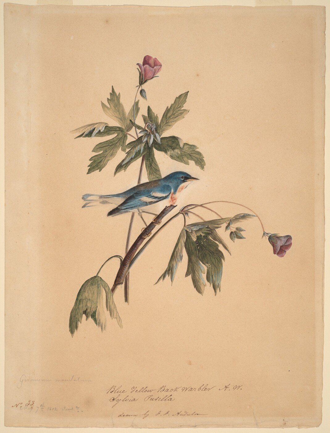 This is a painting of a blue bird perched on a flowering branch. The bird has a blue head, tail, and wings, with a white throat and body, both tinged with pink. Its beak is black with a hint of yellow. The bird is facing the right, standing on a branch with green leaves and partially open pink-purple flowers. The background is beige paper, and there are some written lines of text at the bottom of the painting.