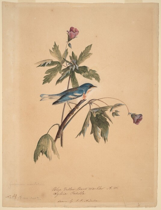 This is a painting of a blue bird perched on a flowering branch. The bird has a blue head, tail, and wings, with a white throat and body, both tinged with pink. Its beak is black with a hint of yellow. The bird is facing the right, standing on a branch with green leaves and partially open pink-purple flowers. The background is beige paper, and there are some written lines of text at the bottom of the painting.