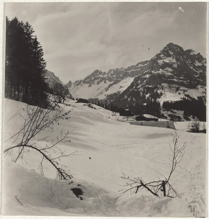 Trees in snow--Landscape