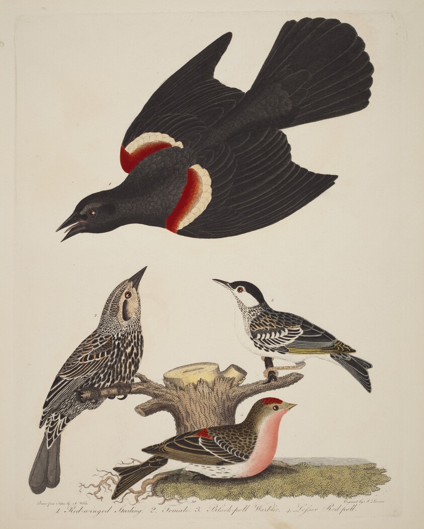 Red-winged Starling, Female Red-winged Starling, Black-poll Warbler, and Lesser Red-poll