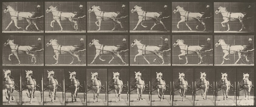 Plate Number 610. "Katydid" trotting, harnessed to sulky