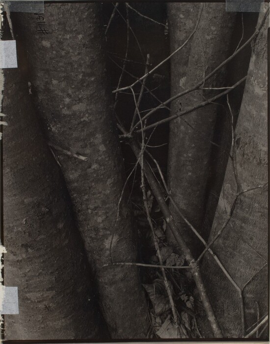 The image depicts a cluster of tree trunks, branches, and twigs in black, gray, and white tones. Dry leaves are visible at the base, with some pieces of tape and a handwritten "#113" in the upper left corner on the border.