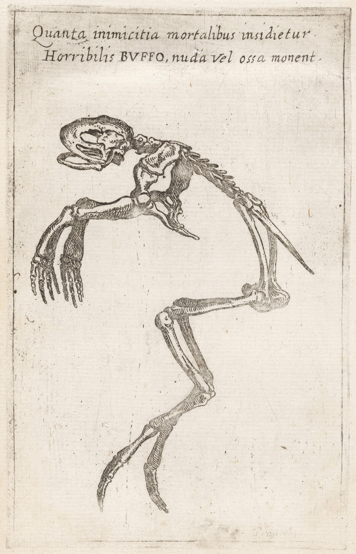 Skeleton of a Frog
