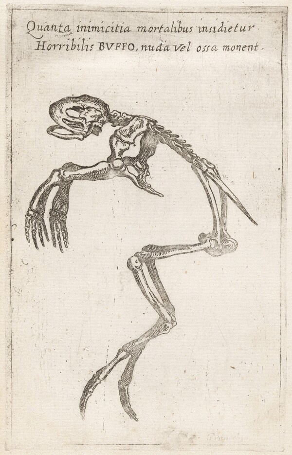 Skeleton of a Frog