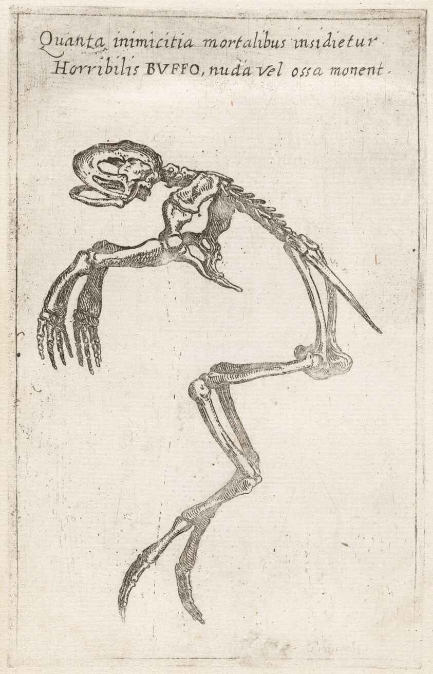 Skeleton of a Frog