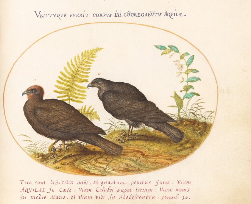 Plate 3: Two Hawks
