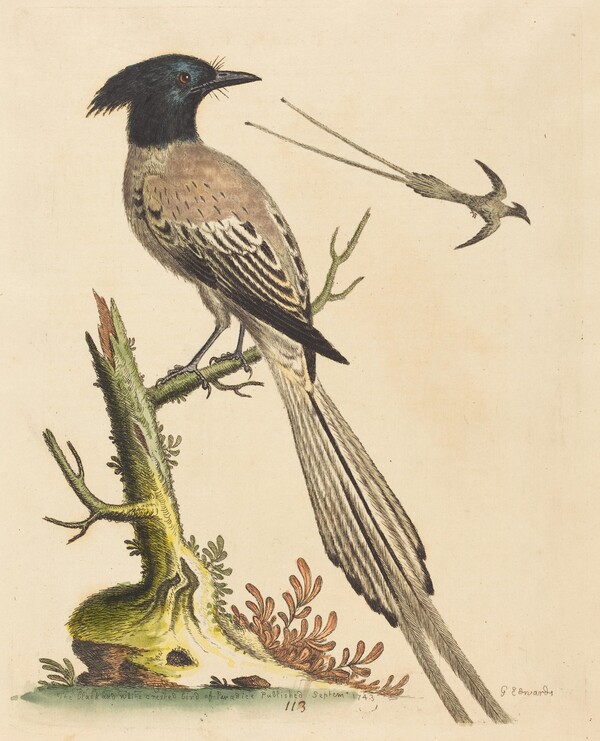 The Black and White Crested Bird of Paradise