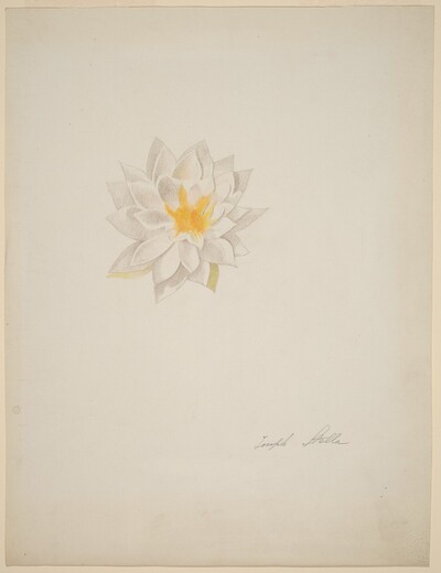 White Dahlia