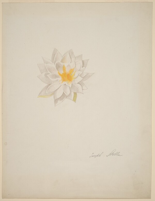 White Dahlia